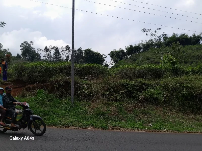 kebun teh subur produktif akses jalan lebar-2