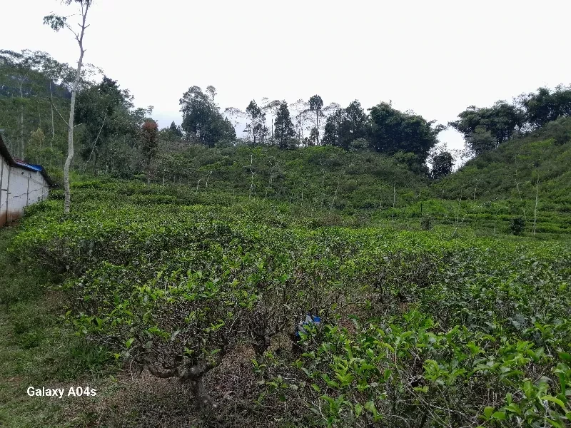 kebun teh subur produktif akses jalan lebar-3