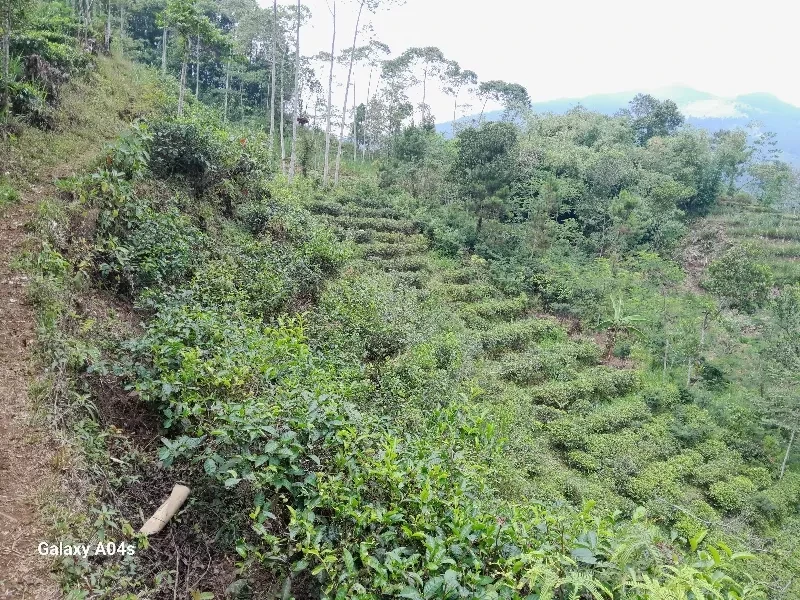 kebun teh subur produktif akses jalan lebar-1